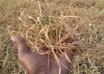 فلاحو مشرع بلقصيري يعانون بسب الجفاف