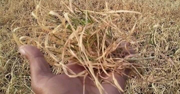 فلاحو مشرع بلقصيري يعانون بسب الجفاف