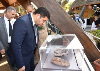 المغرب يستعيد مستحاثات مسروقة بينها جمجمة تمساح مغربي يعود إلى 56 مليون سنة