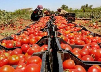 الحكومة تخرج عن صمتها وتوضح أسباب إرتفاع سعر الطماطم