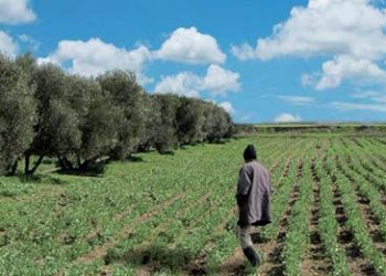 التساقطات المطرية تنعش أمال الفلاحين لإنقاذ الموسم الفلاحي