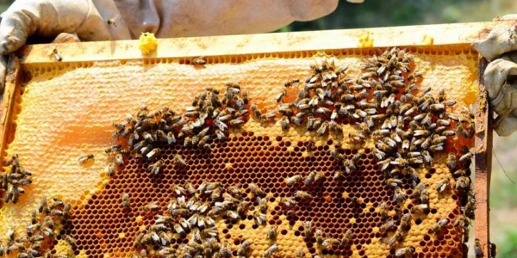 عوامل اختفاء خلايا النحل