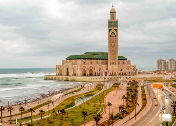 مؤسسة مسجد الحسن الثاني تستعين بطائر الشاهين لمواجهة الحمام