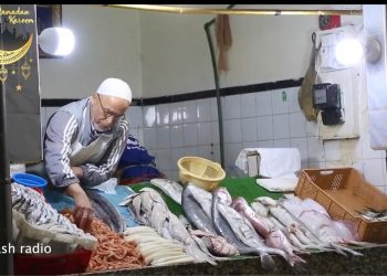 بالفيديو: هذه أسعار الأسماك خلال شهر رمضان وأراء المواطنين