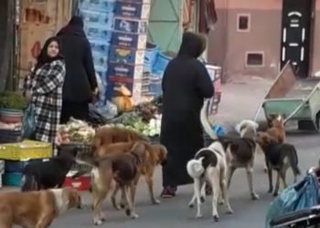 الكلاب الضالة تودي بحياة أربعيني بمراكش