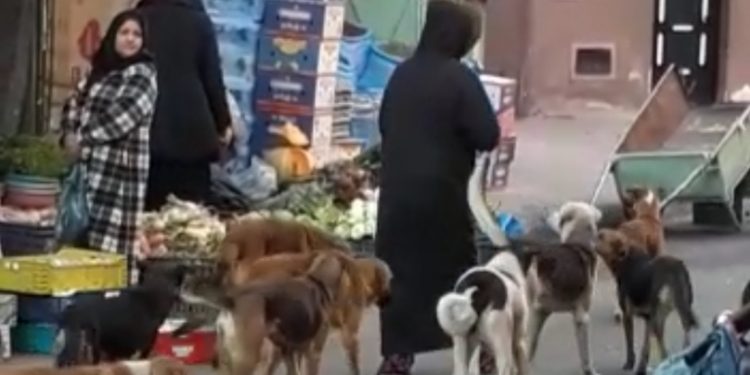 الكلاب الضالة تودي بحياة أربعيني بمراكش
