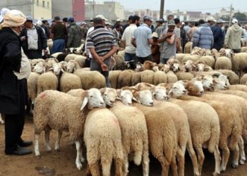 اطلاق عروض كراء سوق الاغنام ومواقف السيارات والدراجات بمراكش