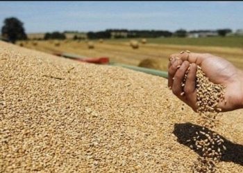 وزارة الفلاحة تتوقع انتاج 32 مليون قنطار من الحبوب