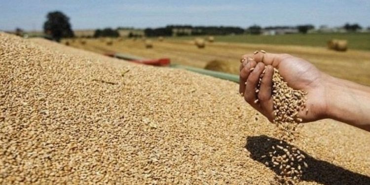 وزارة الفلاحة تتوقع انتاج 32 مليون قنطار من الحبوب