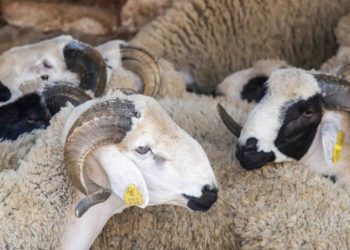 ترقيم 3 ملايين من الأغنام والماعز استعدادا لعيد الأضحى