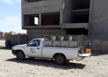 بعد وفاة شخصين..شن حملة ضد الكلاب الضالة بمراكش
