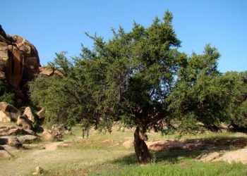 الذكرى الثانية لليوم العالمي لشجرة أركان
