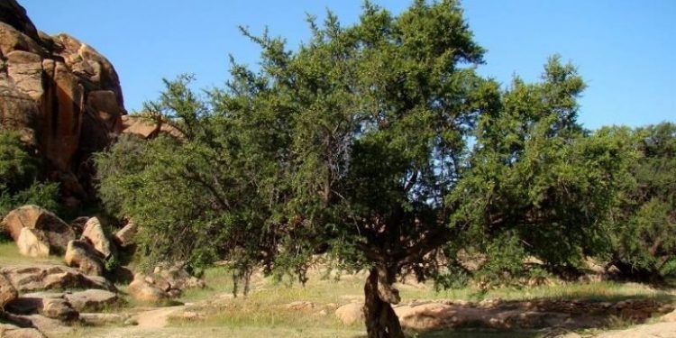 الذكرى الثانية لليوم العالمي لشجرة أركان