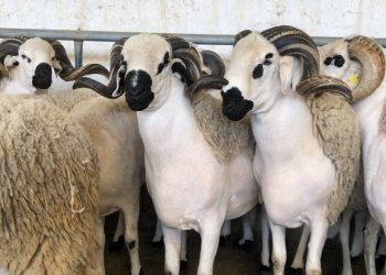 كراء سوق الأغنام بمراكش مقابل 114 مليون سنتيم