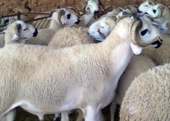 الحكومة تنفي تقديم الدعم للمواطنين بمناسبة عيد الأضحى