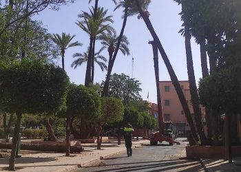 وفاة أربعيني تدفع سلطات مراكش إلى إزالة الأشجار الآيلة للسقوط