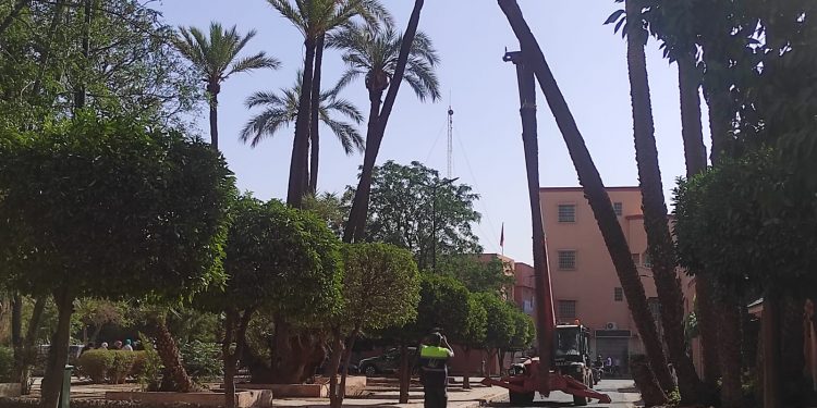 وفاة أربعيني تدفع سلطات مراكش إلى إزالة الأشجار الآيلة للسقوط