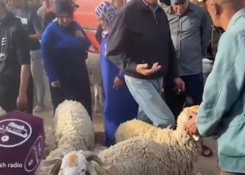 فيديو.. بائع أضاحي العيد يتحدث عن الأسعار