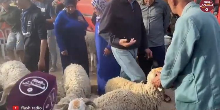 فيديو.. بائع أضاحي العيد يتحدث عن الأسعار