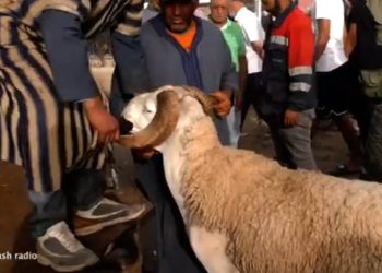 فيديو.. تعرف على أثمنة أضاحي العيد