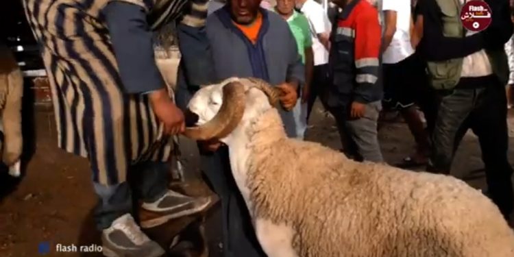 فيديو.. تعرف على أثمنة أضاحي العيد