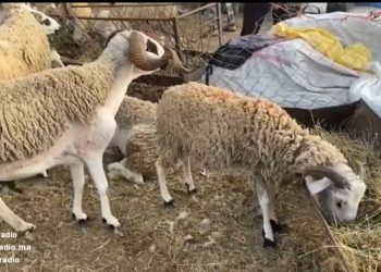 فيديو.. تفاصيل أثمنة أضاحي العيد بالمغرب