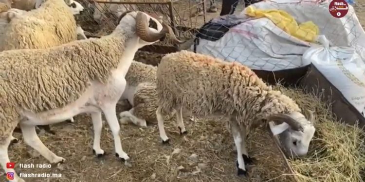 فيديو.. تفاصيل أثمنة أضاحي العيد بالمغرب