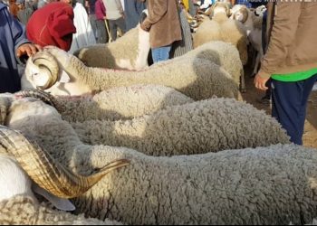 فتح سوق وحيد للمواشي بمراكش يثقل كاهل المواطنين 