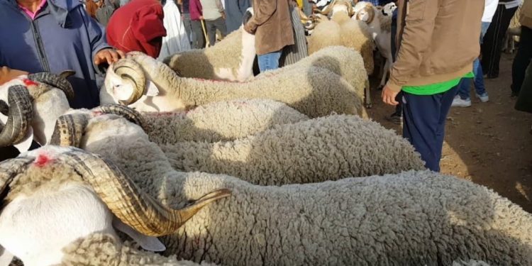 فتح سوق وحيد للمواشي بمراكش يثقل كاهل المواطنين 