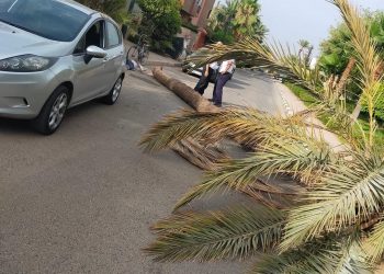 وفاة حارس بعد سقوط شجرة فوق رأسه بمراكش
