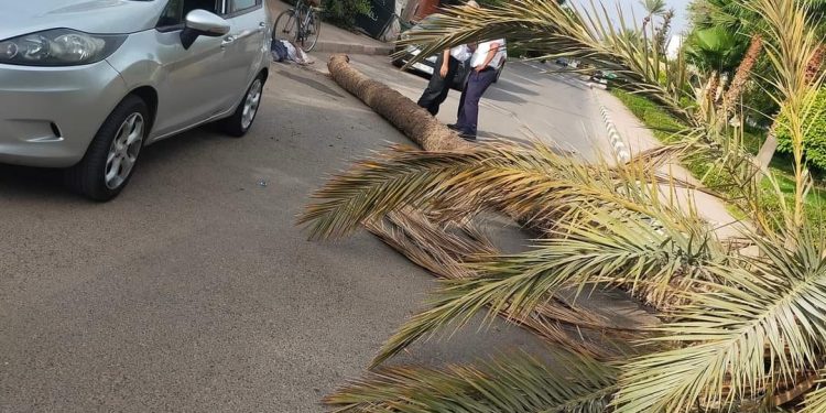 وفاة حارس بعد سقوط شجرة فوق رأسه بمراكش