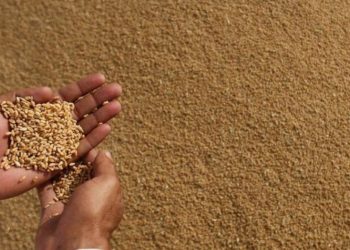 وزراة الفلاحة تكشف عن المحصول المغربي من الحبوب الرئيسية