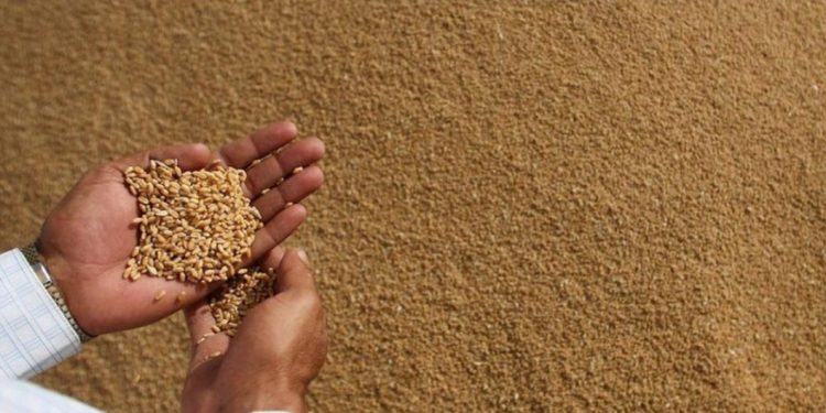 وزراة الفلاحة تكشف عن المحصول المغربي من الحبوب الرئيسية