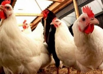 تعرف على أسباب ارتفاع أسعار الدواجن