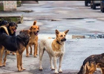 داء السعار.. وزارة الصحة تدعو إلى تلقيح الحيوانات المملوكة