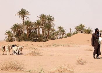 توالي الجفاف.. ما مصير الرعاة الرحل ؟
