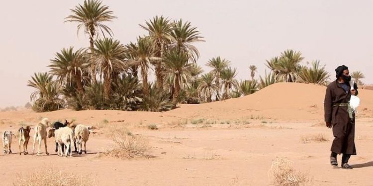توالي الجفاف.. ما مصير الرعاة الرحل ؟
