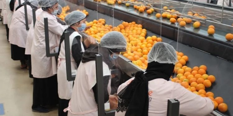 الحوامض تسجل انتعاشا في التصدير
