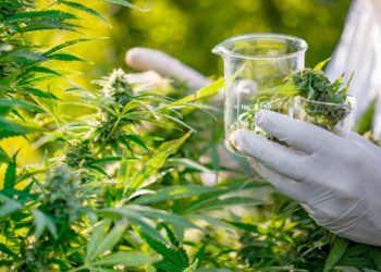 تعيين المدير العام للوكالة الوطنية لتقنين القنب الهندي
