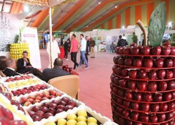 انطلاق فعاليات الملتقى الوطني للتفاح بميدلت 