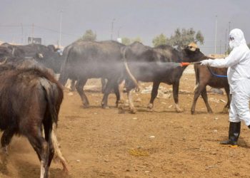 موريتانيا.. 23 حالة وفاة بالحمى النزفية