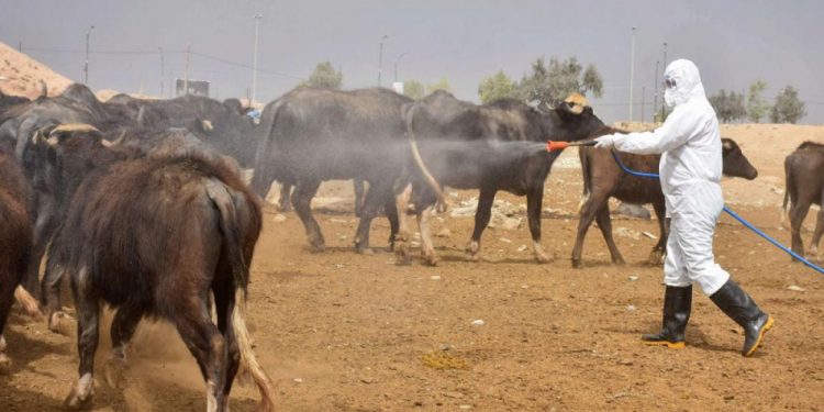 موريتانيا.. 23 حالة وفاة بالحمى النزفية