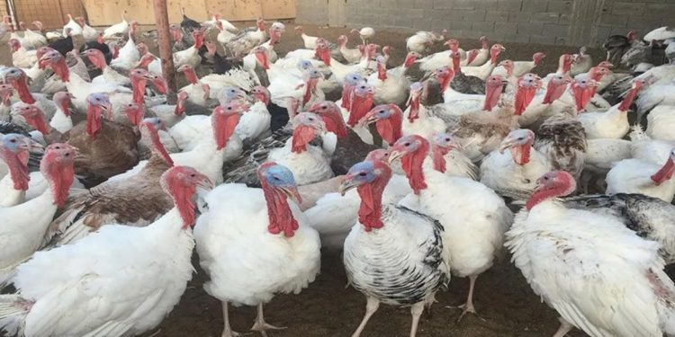 جماعة الدارالبيضاء تمنع بيع الديك الرومي !