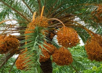 درعة تافيلالت.. اتفاقيات لتكييف فلاحة الواحات مع التغيرات المناخية