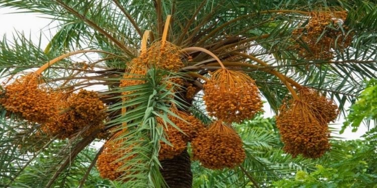درعة تافيلالت.. اتفاقيات لتكييف فلاحة الواحات مع التغيرات المناخية
