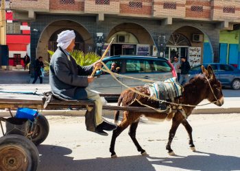 جماعة الدار البيضاء تحسم في قرار منع تجول العربات المجرورة بشوارع المدينة