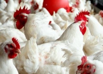 الثمن ديال الدجاج طلع بشكل صاروخي مع اقتراب رمضان
