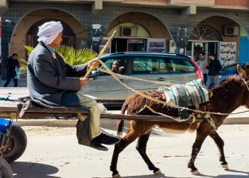 جماعة البيضاء تحسم فقرار منع العربات المجرورة من التجول داخل المدينة
