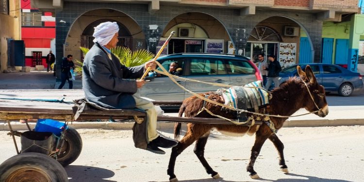 جماعة البيضاء تحسم فقرار منع العربات المجرورة من التجول داخل المدينة