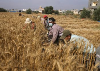 التساقطات المطرية تقلق فلاحين مغاربة من فساد محصول الحبوب